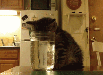 Кот и вода