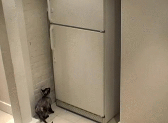 Котэ и холодильник