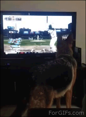 Собака и бейсбол