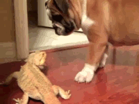 Собака и игуана