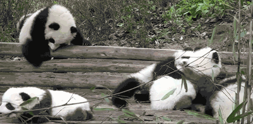 Пятничые панды
