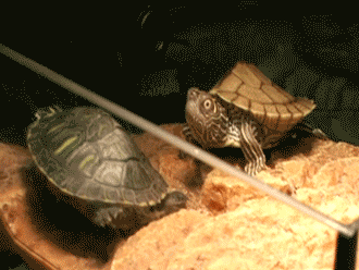 Черепаха зевает