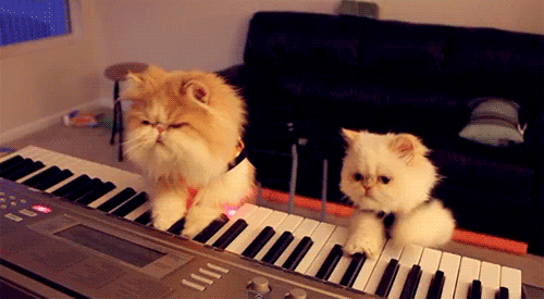 Музыкальные котята