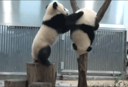 Панда, помоги панде!