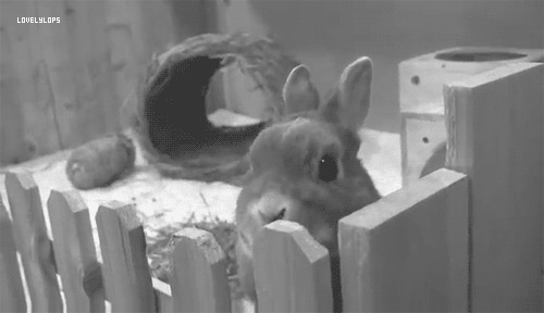 Маленький декоративный кролик