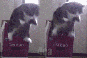 Мару - кот из коробки