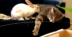 Кролик и кот