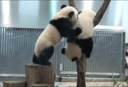 Панда, помоги панде!