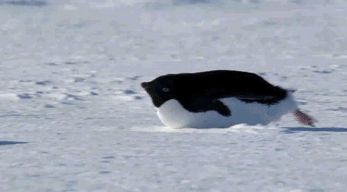 Как передвигаются пингвины