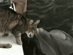 Коты любят дельфинов