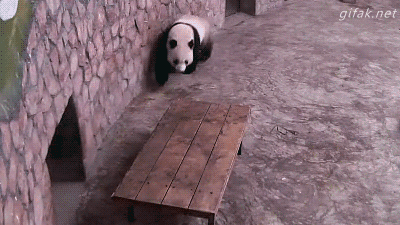 Панда кунг-фу