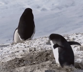 Смешные пингвины