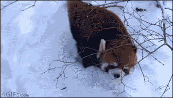 Коричневая панда в снегу