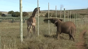 Слон и жираф в заповеднике