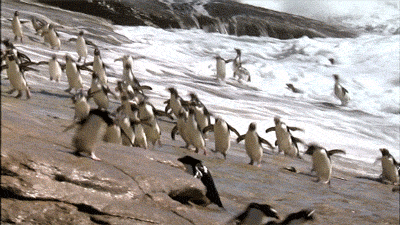 Пингвиний рай