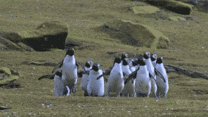 Пингвины весной
