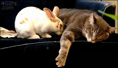 Кролик спит с котом