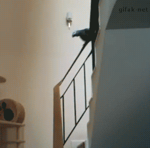 Попугай на лестнице