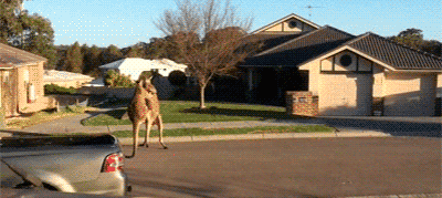 Разборки кенгуру на дороге