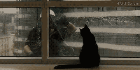 Мойка окна с котом