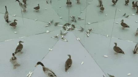 Птички и зеркала
