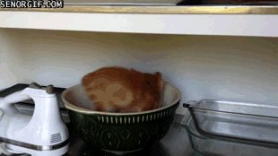 Котенок в тарелке