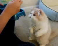 Кот ест палочками