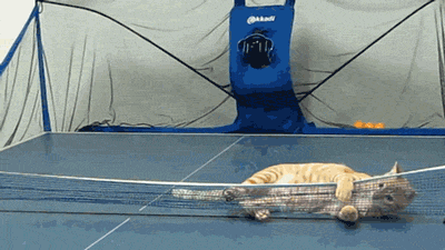 Кот-теннисист