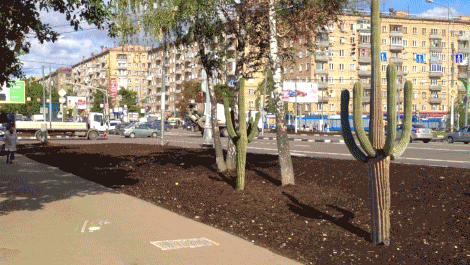 В Москве газоны засеяли травой