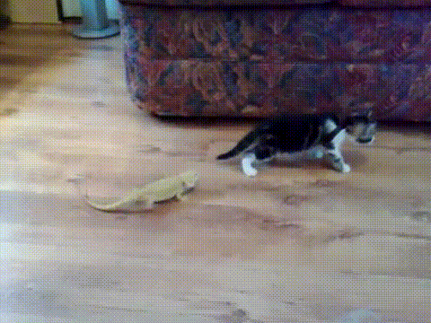 Котенок и игуаны