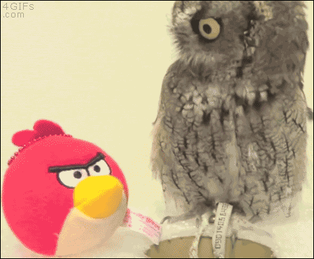Angry Birds и сова