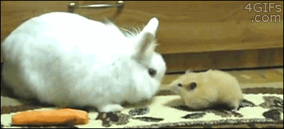 Хомяк и кролик